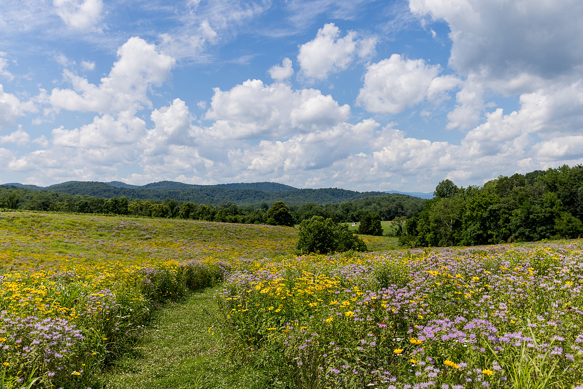 Wildflower Meadow at Sweet Briar