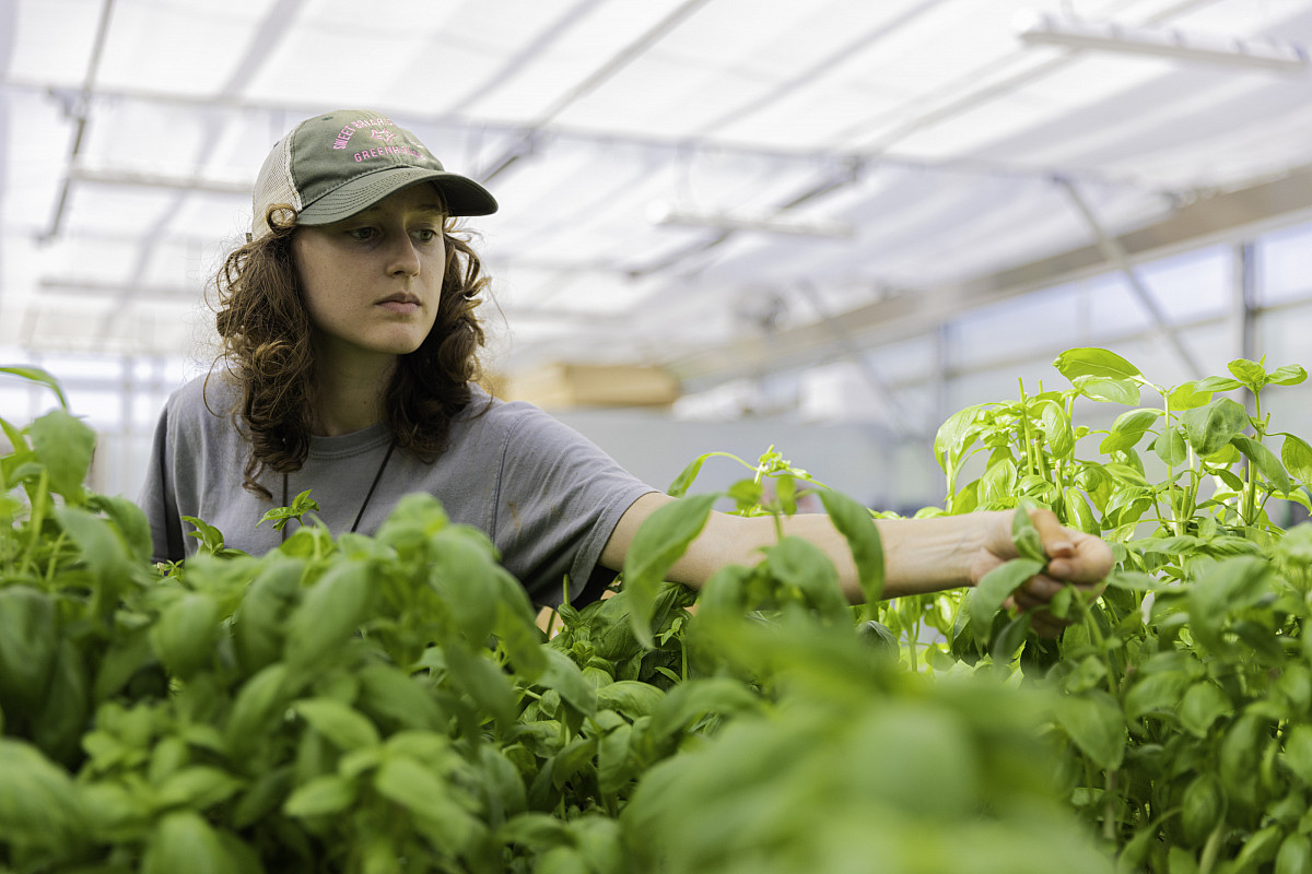 Student works in greenhouse