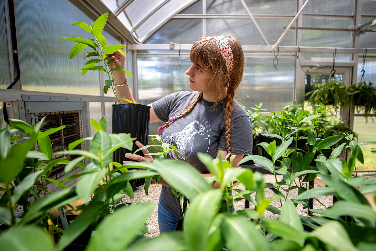 Ariel Hullender '25 studies fungicide and its impact on common milkweed.