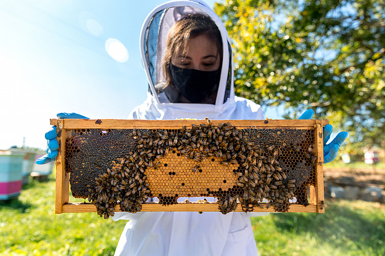 Sweet Briar students get their hands dirty working in our apiary.