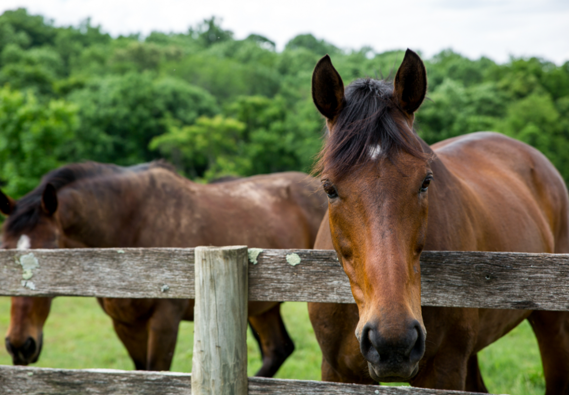 Large fields and numerous paddocks allow for individualized turnout plans for Sweet Briar Horses and student owned horses.